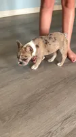 Jewels, a female French Bulldog for sale in Crossville, TN – 5 of 6