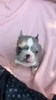 Male, a male French Bulldog for sale in Crossville, TN – 4 of 9