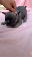 Sable male, a male French Bulldog for sale in Crossville, TN – 8 of 10