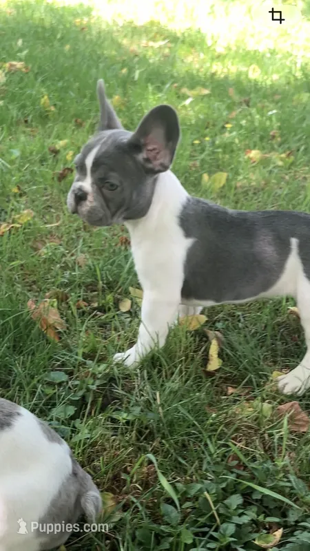 Tipsy – French Bulldog puppy for sale in Crossville, TN