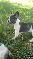 Tipsy, a female French Bulldog for sale in Crossville, TN – 2 of 8