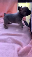 Sable male, a male French Bulldog for sale in Crossville, TN – 6 of 10
