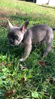 Cub, a male French Bulldog for sale in Crossville, TN – 3 of 9