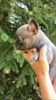 Sable male, a male French Bulldog for sale in Crossville, TN – 2 of 10