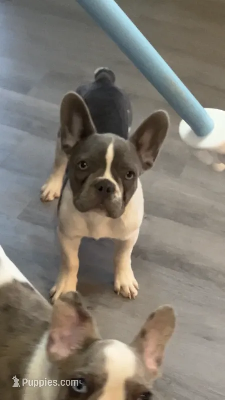 Tipsy – French Bulldog puppy for sale in Crossville, TN