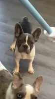 Tipsy, a female French Bulldog for sale in Crossville, TN – 1 of 8