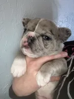 Jewels, a female French Bulldog for sale in Crossville, TN – Photo 1 of 7