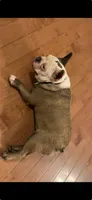 Dot, a female French Bulldog for sale in Crossville, TN – 3 of 3