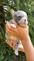 Male, a male French Bulldog for sale in Crossville, TN – 3 of 9