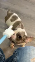 Butler, a male French Bulldog for sale in Crossville, TN – 7 of 10