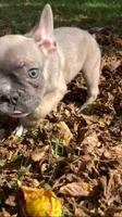 Cub, a male French Bulldog for sale in Crossville, TN – 5 of 9
