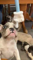 Butler, a male French Bulldog for sale in Crossville, TN – 5 of 10