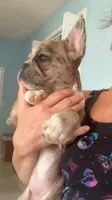 Jewels, a female French Bulldog for sale in Crossville, TN – Photo 7 of 9