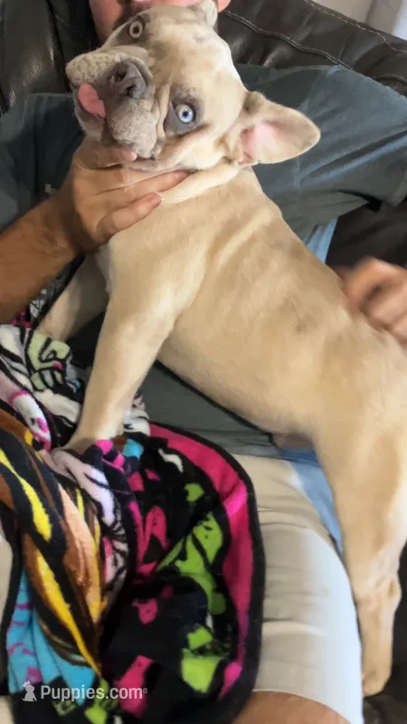 Ghost – French Bulldog puppy for sale in Crossville, TN