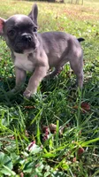 Cub, a male French Bulldog for sale in Crossville, TN – 4 of 9