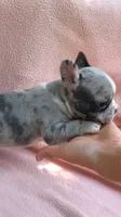 Male, a male French Bulldog for sale in Crossville, TN – 9 of 9