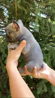 Sable male, a male French Bulldog for sale in Crossville, TN – 4 of 10