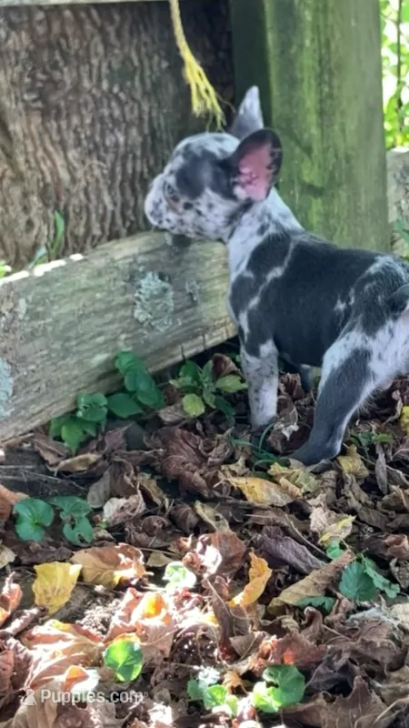 Jet – French Bulldog puppy for sale in Crossville, TN