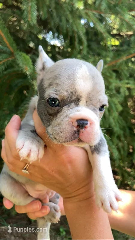 Male – French Bulldog puppy for sale in Crossville, TN