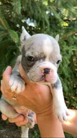 Male, a male French Bulldog for sale in Crossville, TN – 1 of 9
