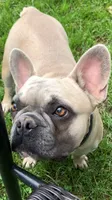 Sadie, a female French Bulldog for sale in Crossville, TN – Photo 1 of 9
