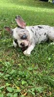 Journey is TEENY, a female French Bulldog for sale in Crossville, TN – 6 of 7