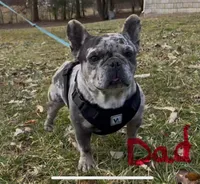 One week only!, a female French Bulldog for sale in Crossville, TN – Photo 8 of 9