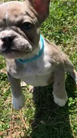 One week only!, a female French Bulldog for sale in Crossville, TN – Photo 4 of 9