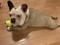 One week only!, a female French Bulldog for sale in Crossville, TN – Photo 9 of 9