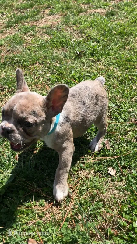 One week only! – French Bulldog puppy for sale in Crossville, TN