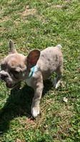 One week only!, a female French Bulldog for sale in Crossville, TN – Photo 1 of 9