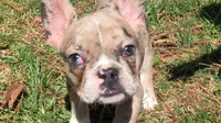 One week only!, a female French Bulldog for sale in Crossville, TN – Photo 2 of 9