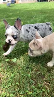 Journey is TEENY, a female French Bulldog for sale in Crossville, TN – 2 of 7