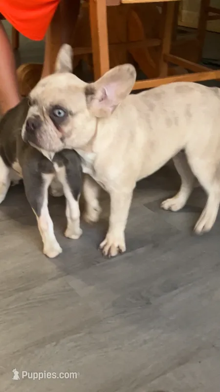 Ghost – French Bulldog puppy for sale in Crossville, TN
