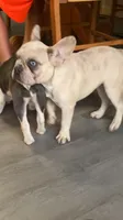 Ghost, a male French Bulldog for sale in Crossville, TN – 1 of 10