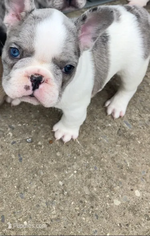 Butler – French Bulldog puppy for sale in Crossville, TN