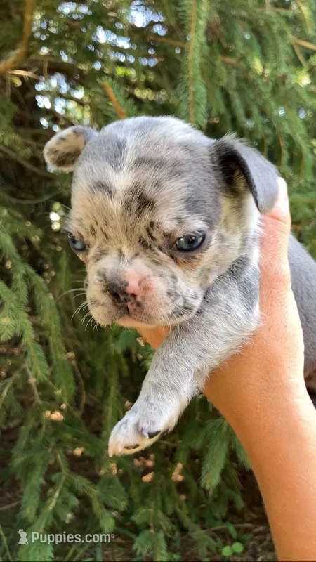 Merle male – French Bulldog puppy for sale in Crossville, TN