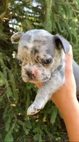 Merle male, a male French Bulldog for sale in Crossville, TN – 2 of 7