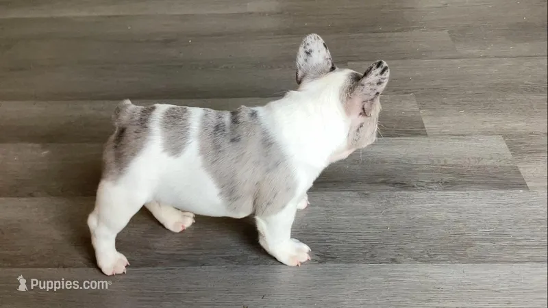 Butler – French Bulldog puppy for sale in Crossville, TN