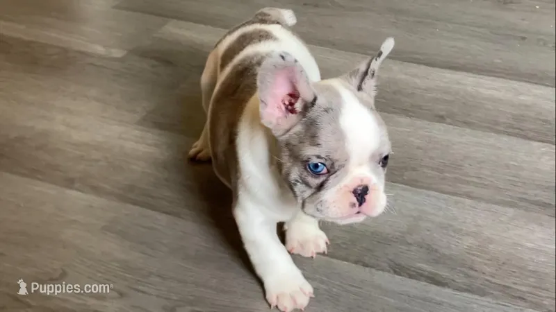 Butler – French Bulldog puppy for sale in Crossville, TN