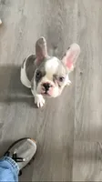 Butler, a male French Bulldog for sale in Crossville, TN – 5 of 9