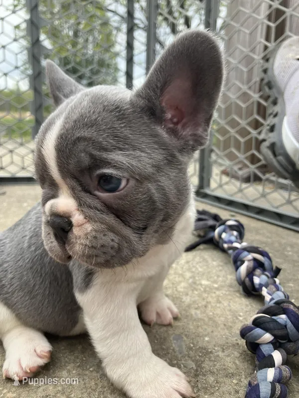Blue Pied – French Bulldog puppy for sale in Crossville, TN