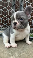 Blue Pied, a female French Bulldog for sale in Crossville, TN – Photo 2 of 7