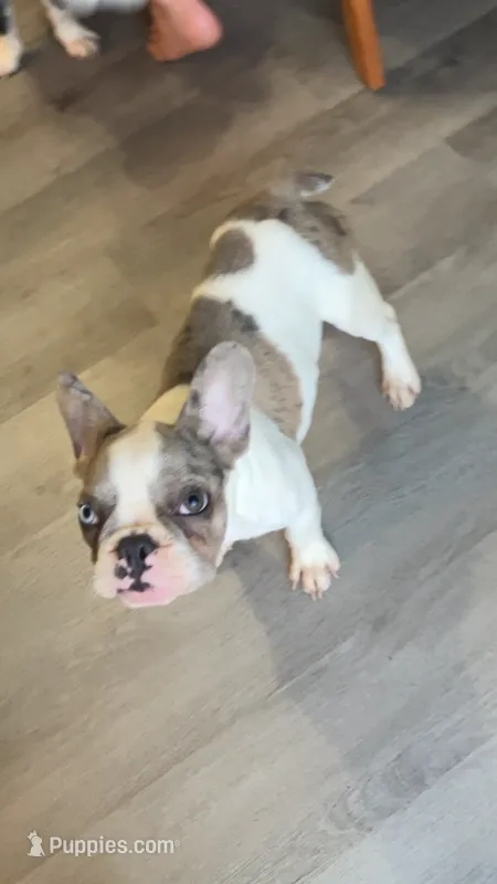 Butler – French Bulldog puppy for sale in Crossville, TN