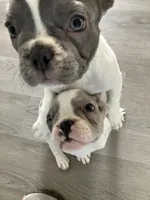 Tipsy, a female French Bulldog for sale in Crossville, TN – 3 of 8