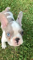 Butler, a male French Bulldog for sale in Crossville, TN – 3 of 9