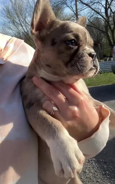 Jewels, a female French Bulldog for sale in Crossville, TN – 6 of 6