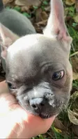 Cub, a male French Bulldog for sale in Crossville, TN – 2 of 9