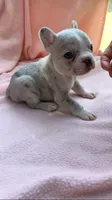 Peanut, a female French Bulldog for sale in Crossville, TN – 7 of 9