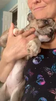 Jewels, a female French Bulldog for sale in Crossville, TN – 4 of 6